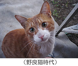 「野良猫時代」