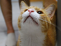 「ベストショット」