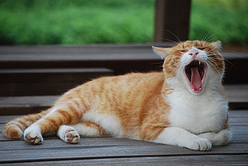 タイトル「おおあくび」