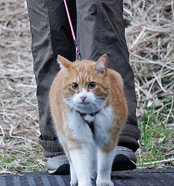 お散歩中「ママと一緒」