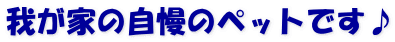 我が家の自慢のペットです♪
