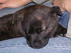 うちの子になった日