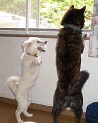 そらがまだうちに来て１ヶ月くらい「うり兄ちゃん、大好き！」