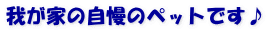 我が家の自慢のペットです♪